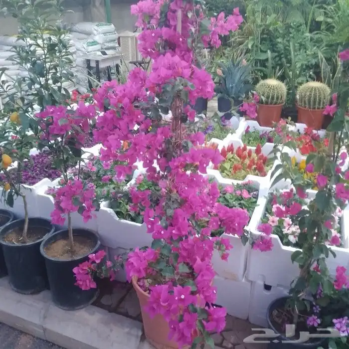 مشتل زراعي بأسعار مناسبة 5