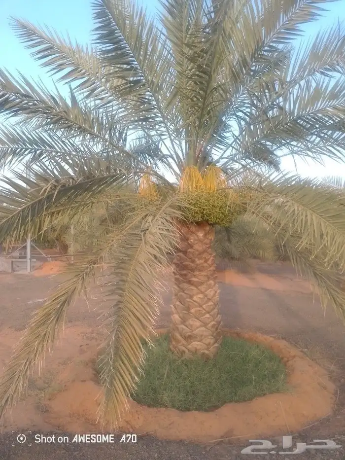 نعم الجميع اشغال النخيل تعديل النخل تخييش تلقيح تشويق تكريب 0