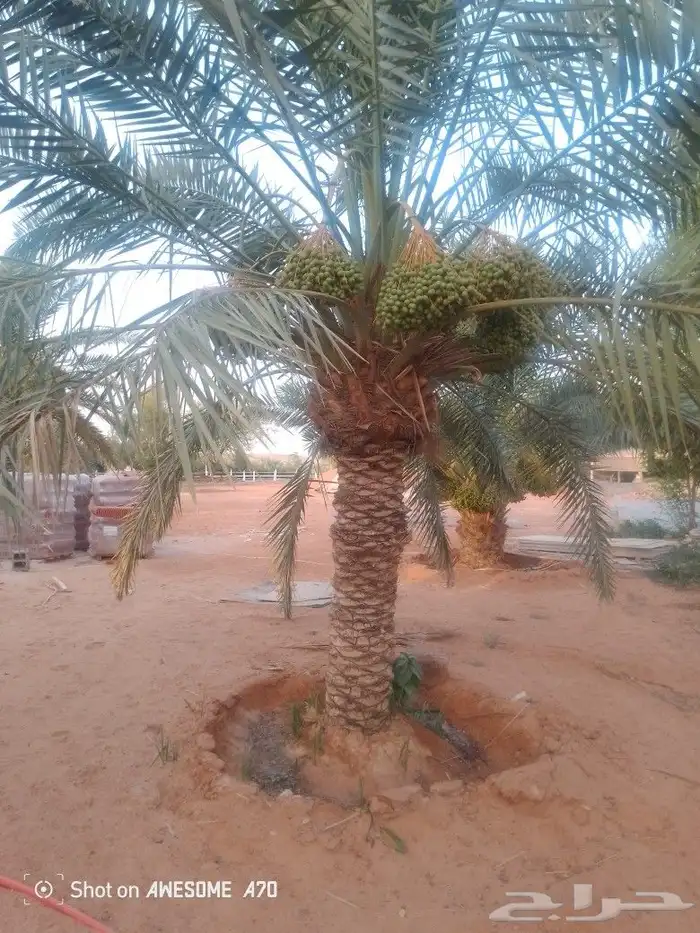 نعم الجميع اشغال النخيل تعديل النخل تخييش تلقيح تشويق تكريب 1
