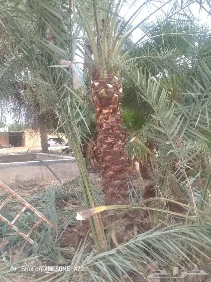 نعم الجميع اشغال النخيل تعديل النخل تخييش تلقيح تشويق تكريب 6