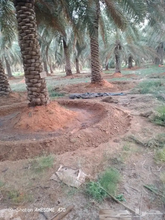 نعم الجميع اشغال النخيل تعديل النخل تخييش تلقيح تشويق تكريب 4