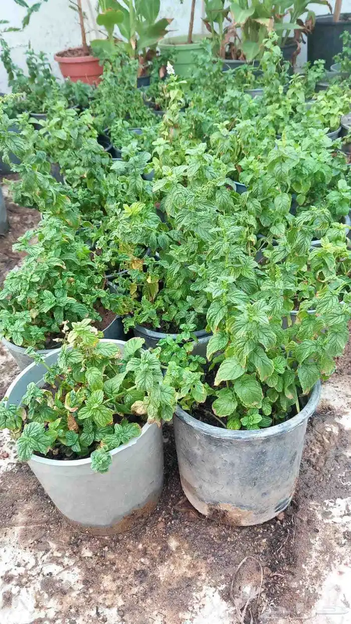 شتلات شجرة اللوسينيا  نعناع مغربي ريحان ايطالي 7