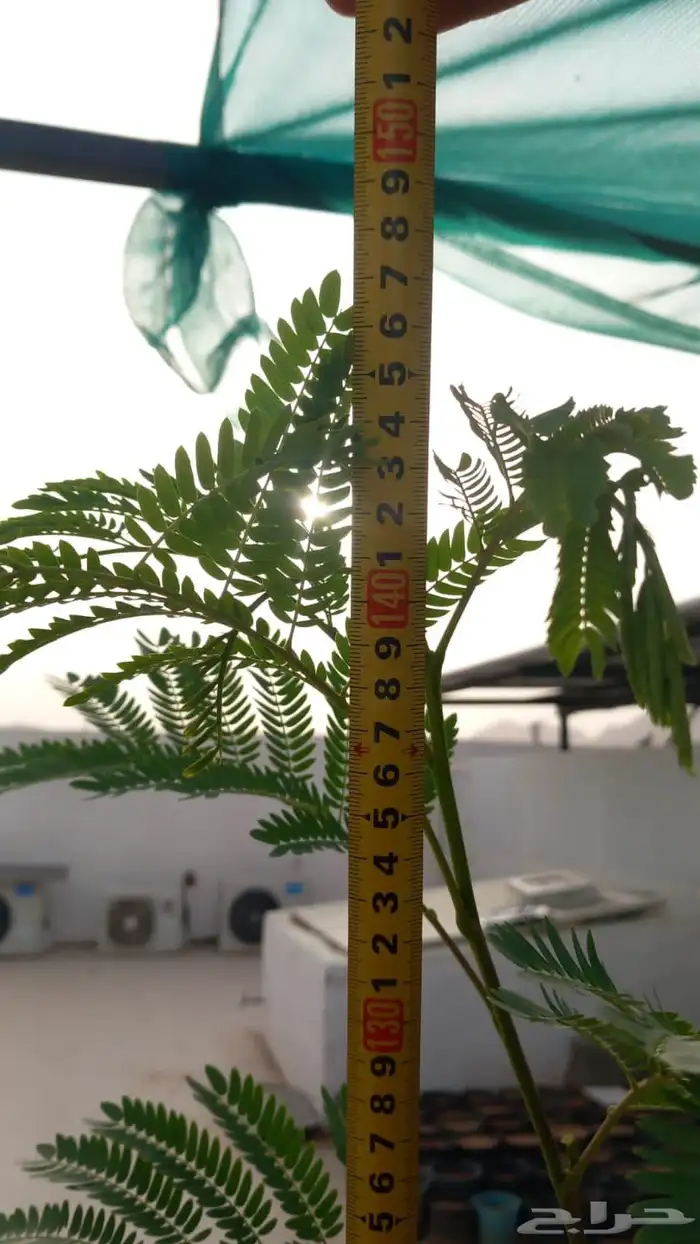 شتلات شجرة اللوسينيا  نعناع مغربي ريحان ايطالي 0