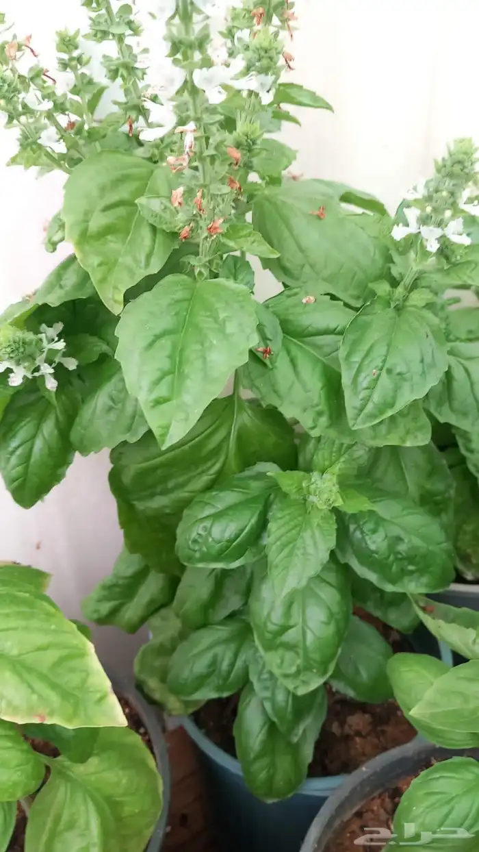 شتلات شجرة اللوسينيا  نعناع مغربي ريحان ايطالي 6