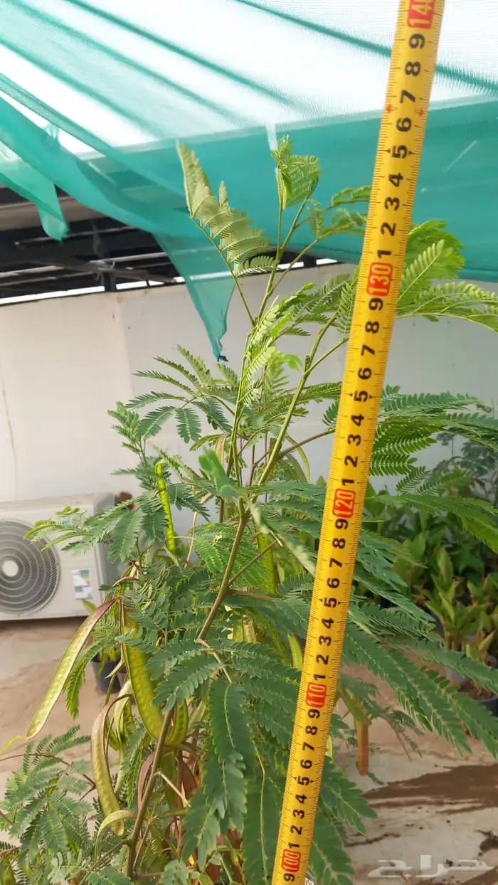 شتلات شجرة اللوسينيا  نعناع مغربي ريحان ايطالي 1