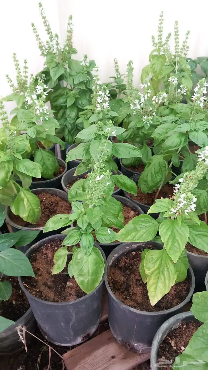 شتلات شجرة اللوسينيا  نعناع مغربي ريحان ايطالي 4