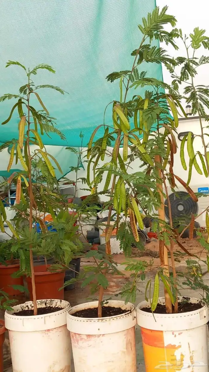 شتلات شجرة اللوسينيا  نعناع مغربي ريحان ايطالي 3