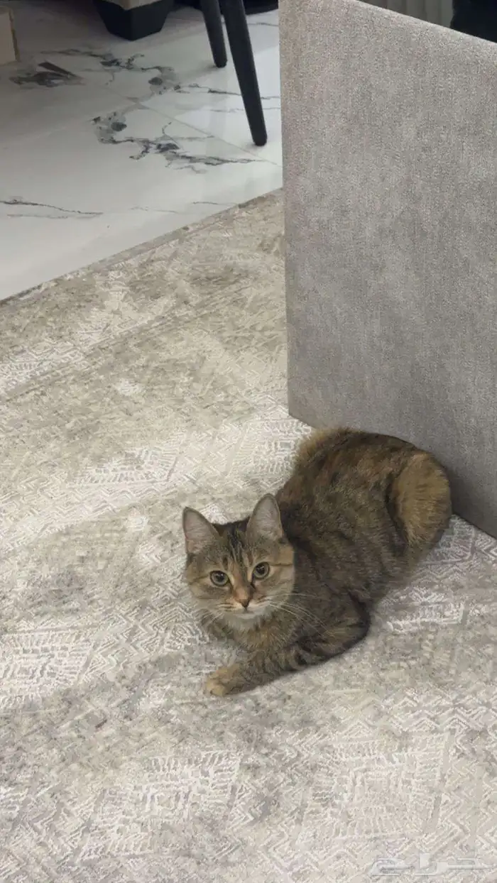 قطط من نوع شيرازي ام وصغارها أنثى وذكر 2