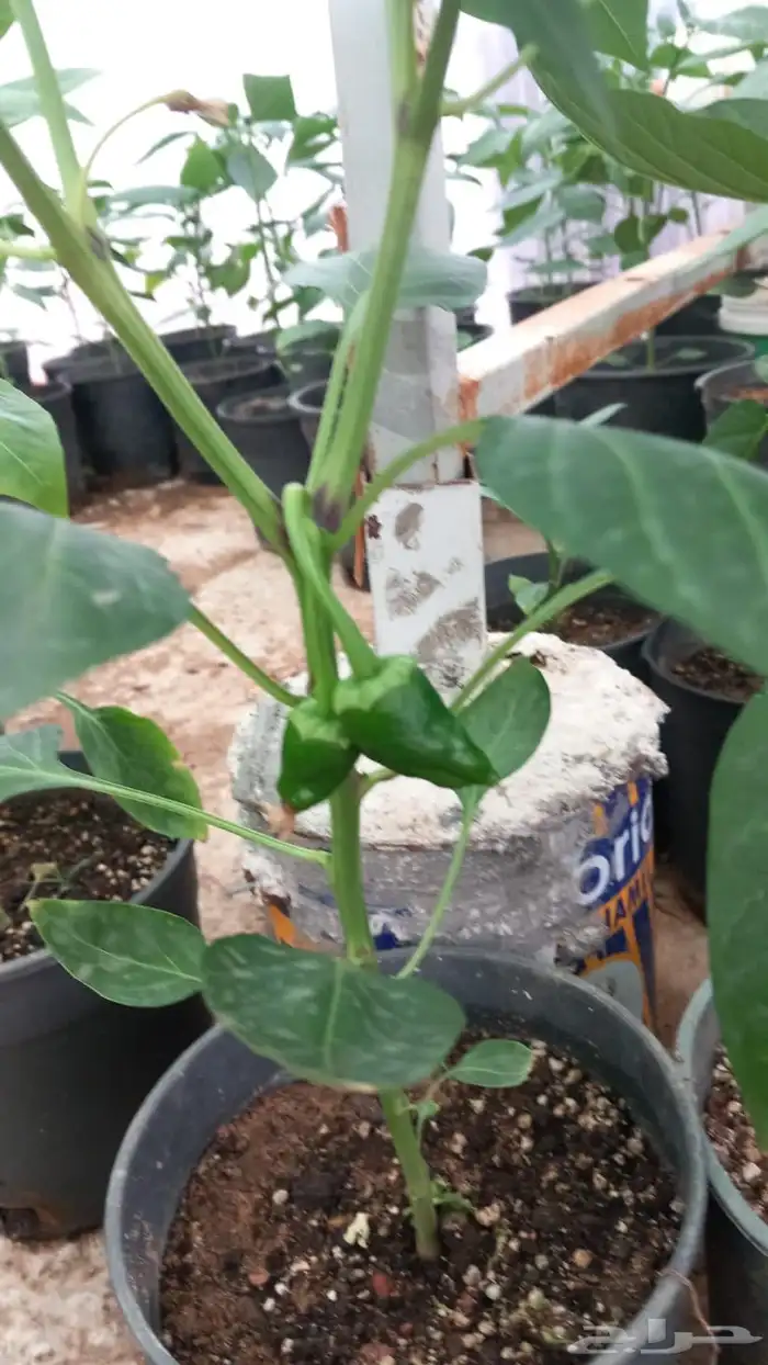 شتلات شجرة اللوسينيا  نعناع مغربي ريحان ايطالي 8