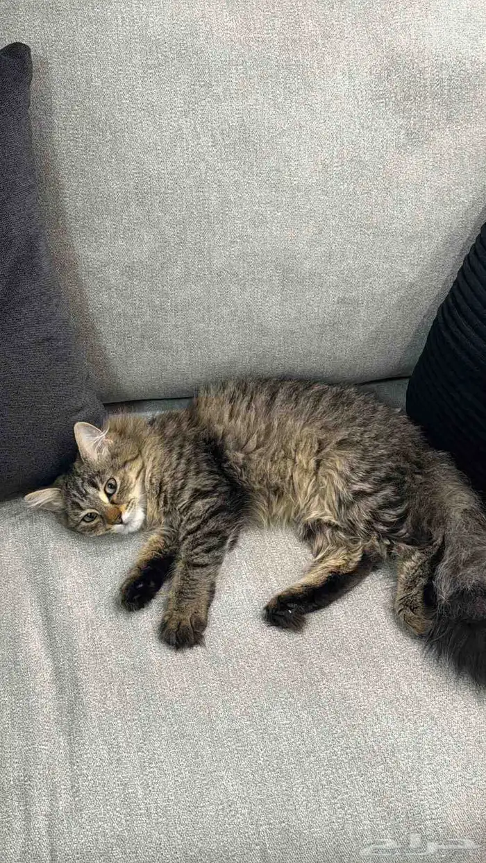 قطط من نوع شيرازي ام وصغارها أنثى وذكر 1