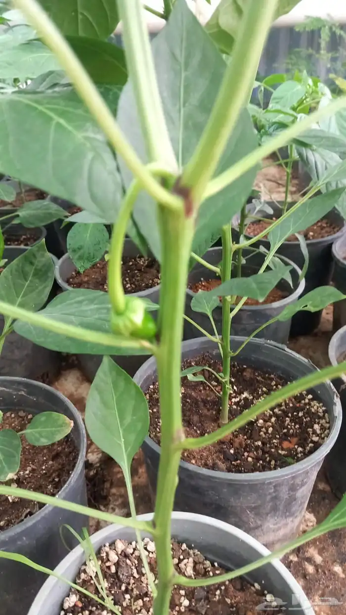 شتلات شجرة اللوسينيا  نعناع مغربي ريحان ايطالي 9