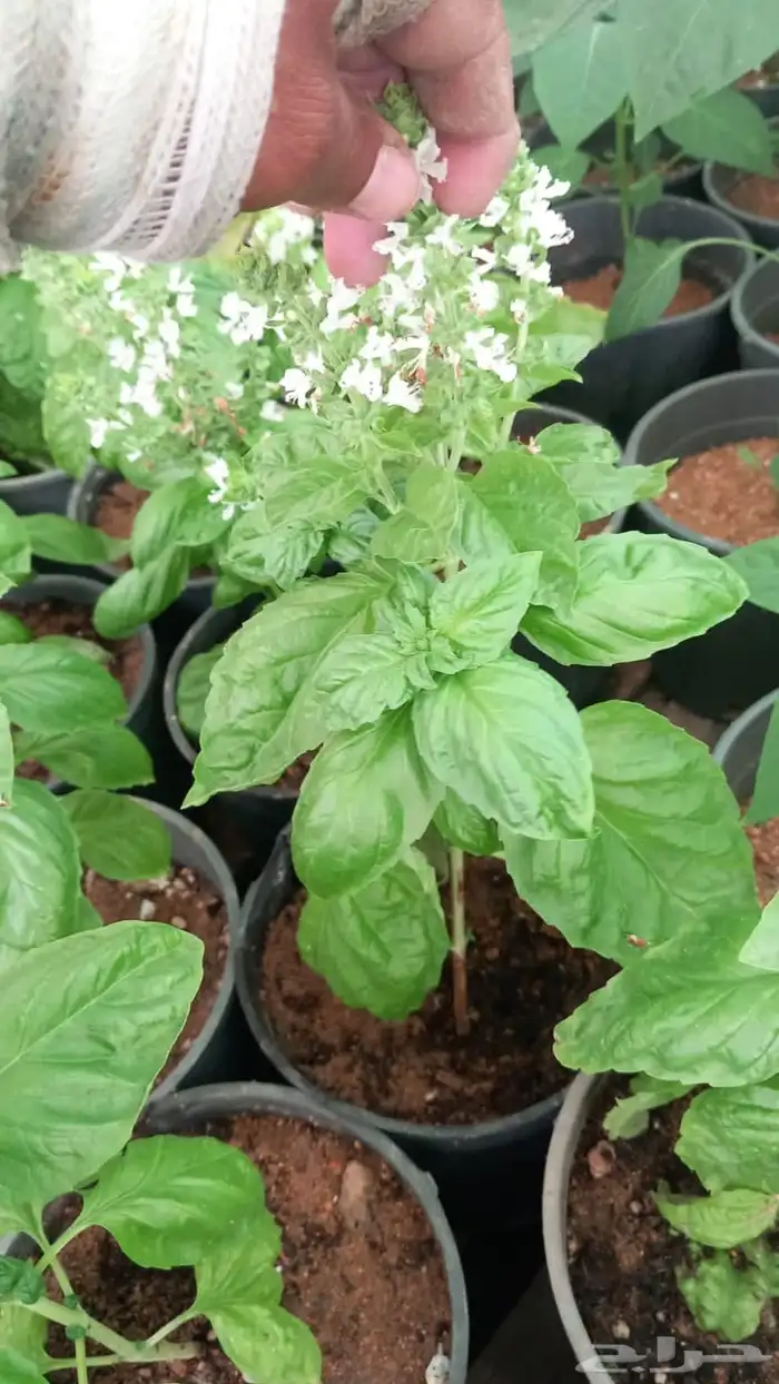 شتلات شجرة اللوسينيا  نعناع مغربي ريحان ايطالي 5