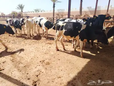 عجول هولشتين (هولندي) 2