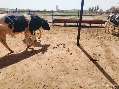عجول هولشتين (هولندي) 3