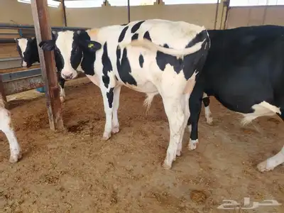عجول هولشتين (هولندي) 7