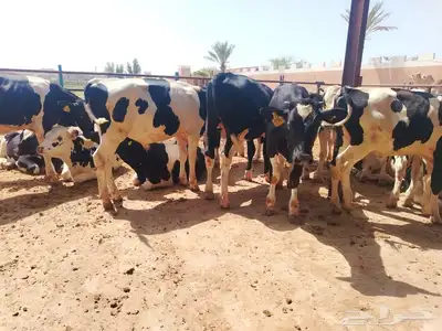 عجول هولشتين (هولندي) 0