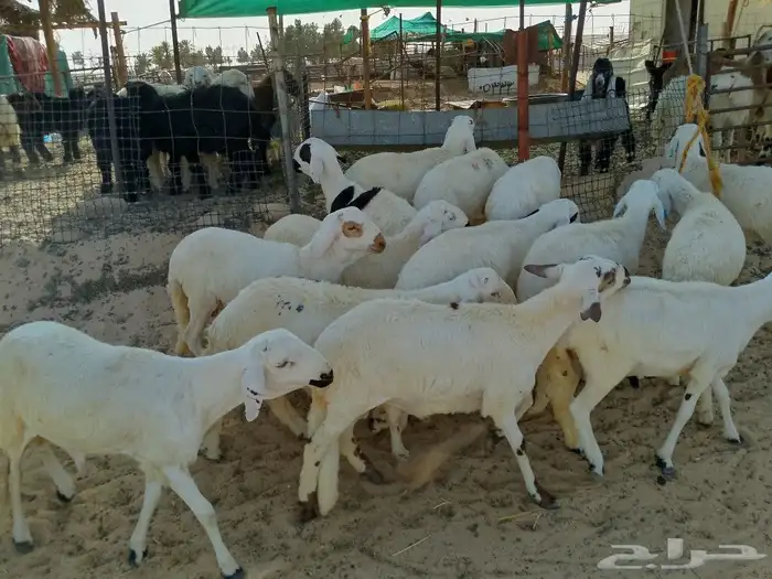 ضحايا سواكنيات 1