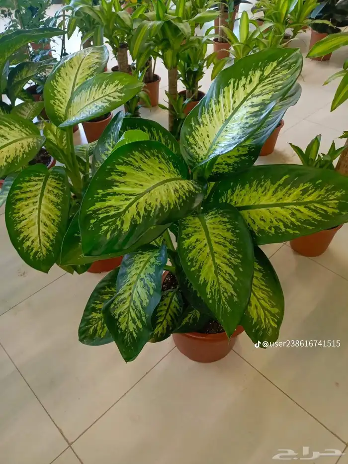 مزرعة الياسمين 2