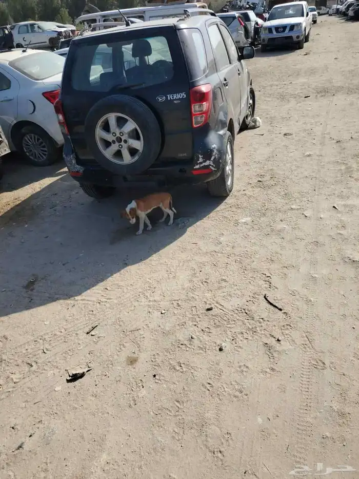 تشليح ديهاستو 6