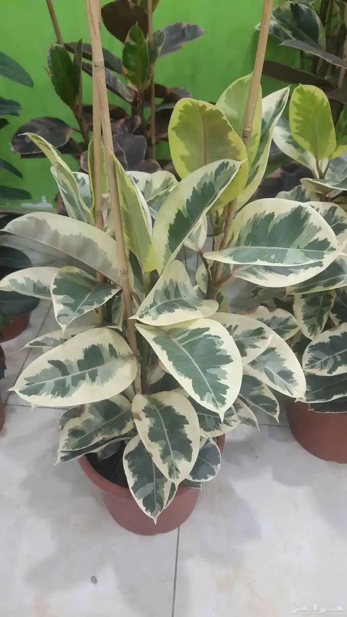 مزرعة الياسمين 7