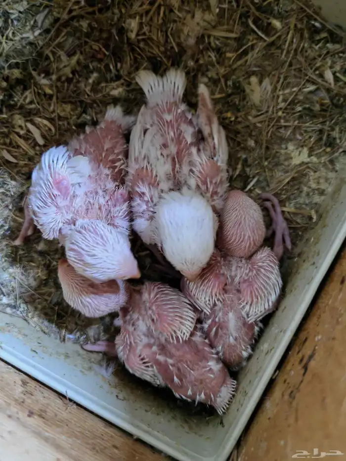 فروخ روز. (. تم البيع .) 0