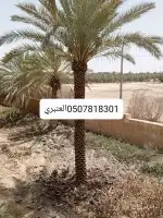 تنضيف النخيل 1