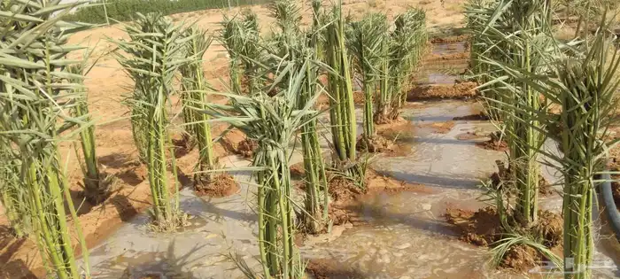 نخل للبيع بجميع انوعه 8