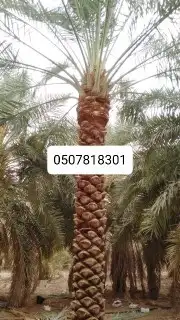تنضيف النخيل 6