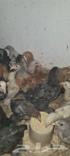 براهما 2