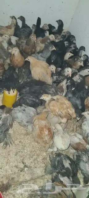براهما 3