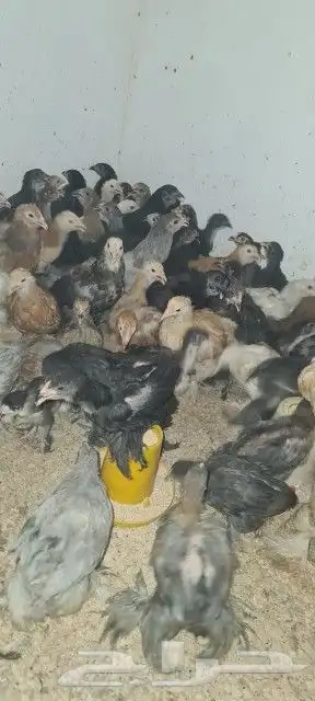 براهما 4