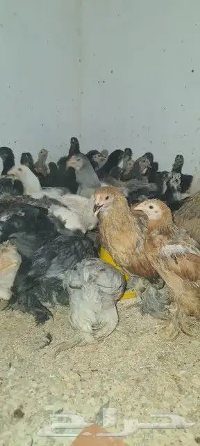 براهما 1