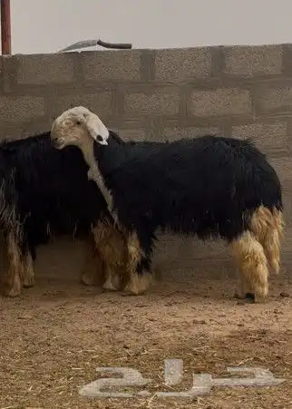 نجدي فحل صف 1