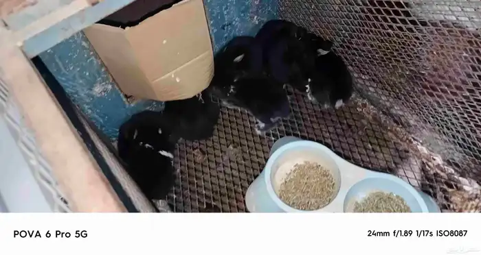 ارنب قزم 1
