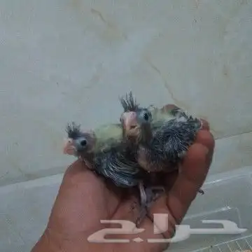 فروخ ببغاء الكوكاتيل 3