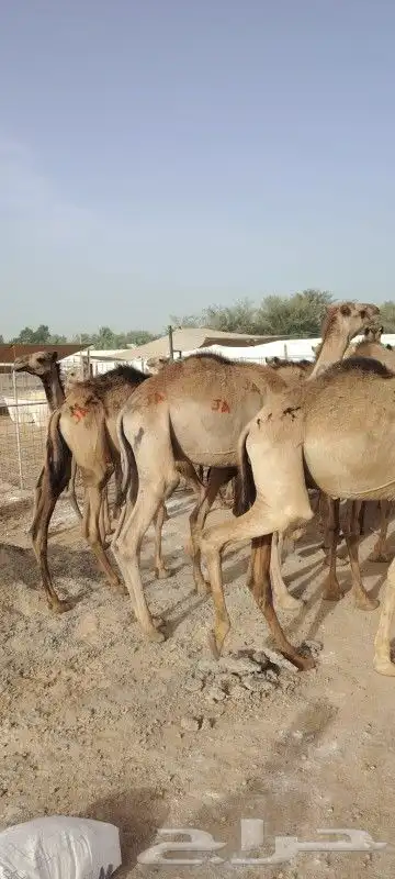 القعدان الطيبة واللحم الممتاز لأصحاب الملاحم والتجار 2