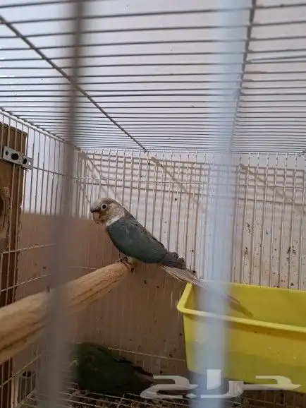 جوز كنيور بفروخه تم البيع 1