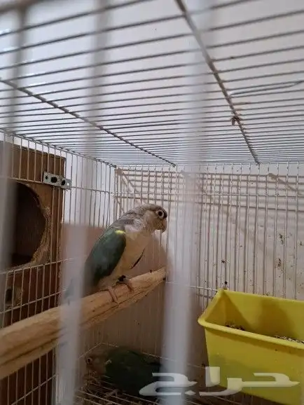 جوز كنيور بفروخه تم البيع 2