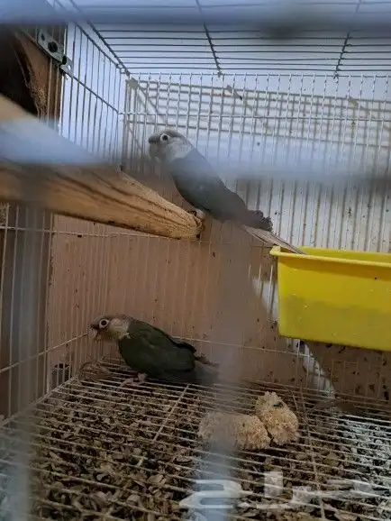 جوز كنيور بفروخه تم البيع 0