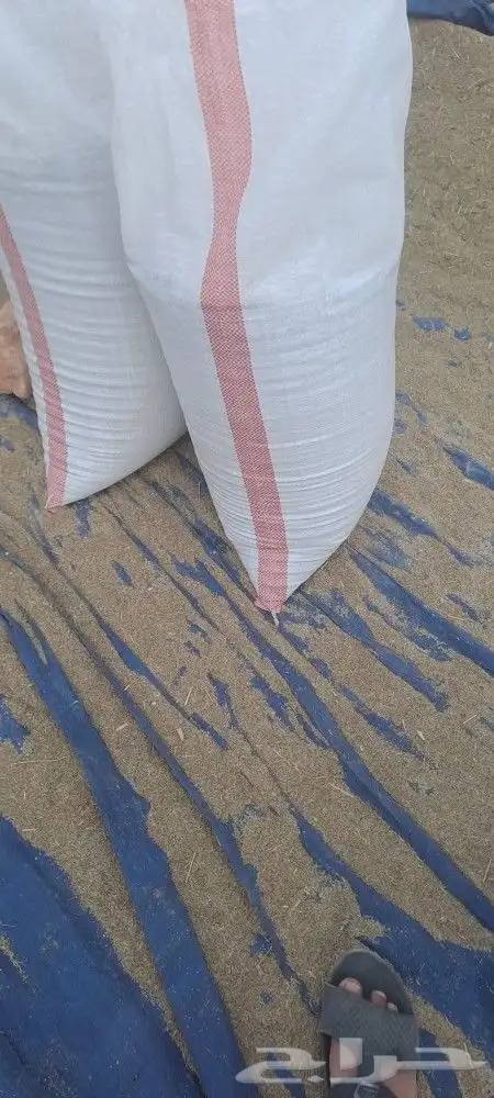 بذر بلوبنك إنتاج جديد الكيس 20 كيلو 1