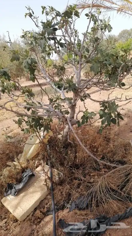 يوجد لدينا حمضيات يوسف فندي برتقال بو صره تين رمان عنب وجميع 6