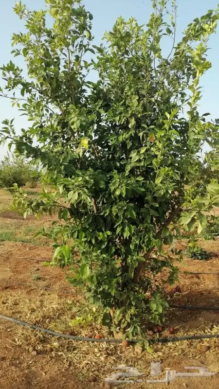 يوجد لدينا حمضيات يوسف فندي برتقال بو صره تين رمان عنب وجميع 10