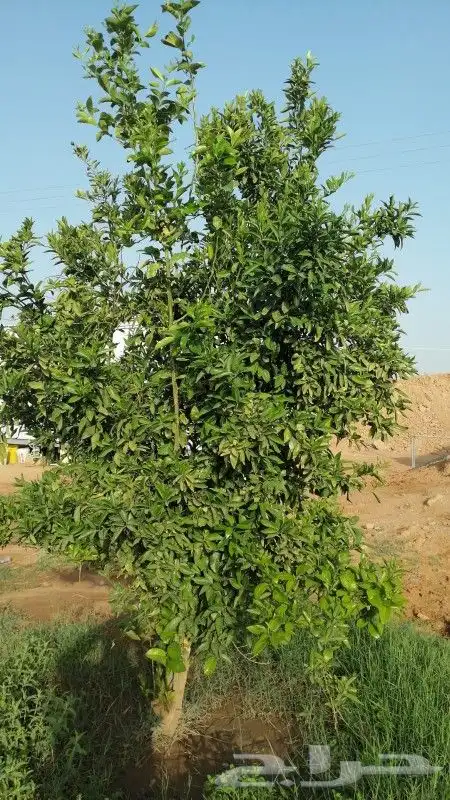 يوجد لدينا حمضيات يوسف فندي برتقال بو صره تين رمان عنب وجميع 2