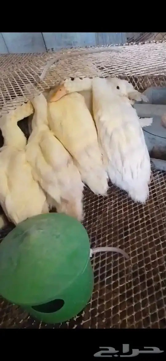 بط بكيني 0