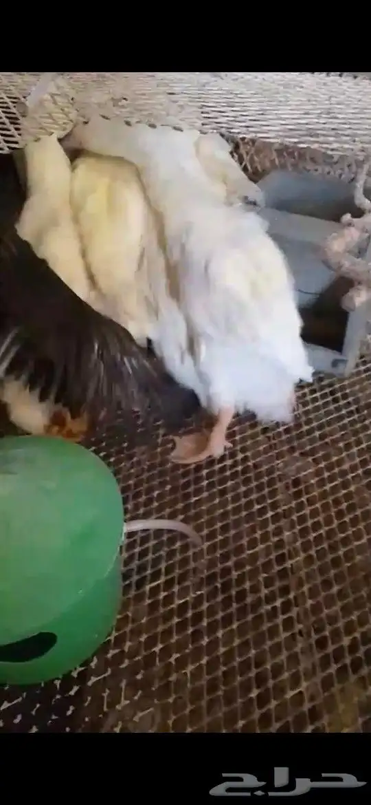 بط بكيني 1