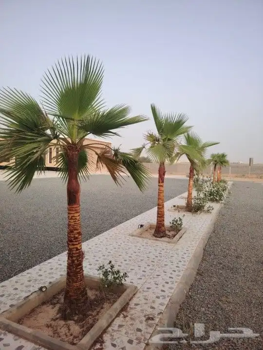 مشاءالله تبارك الله نخل زينه ومثمر 2