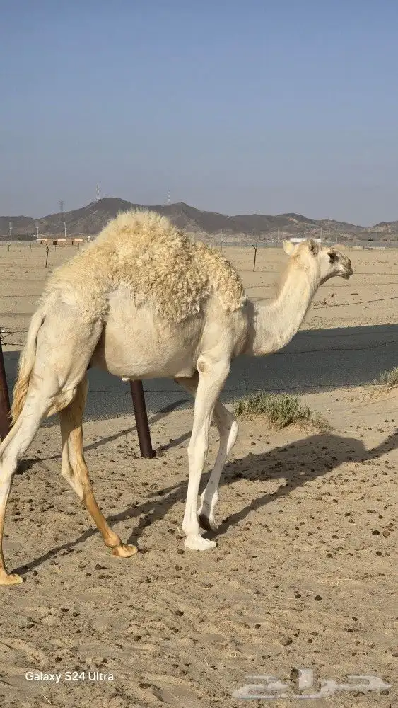 قعود للبيع ببيشة 5