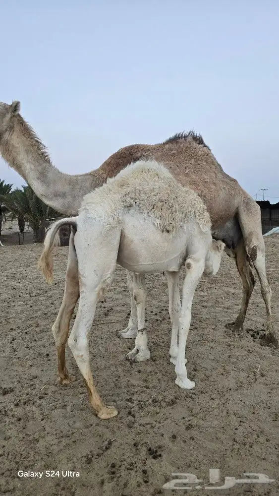 قعود للبيع ببيشة 1