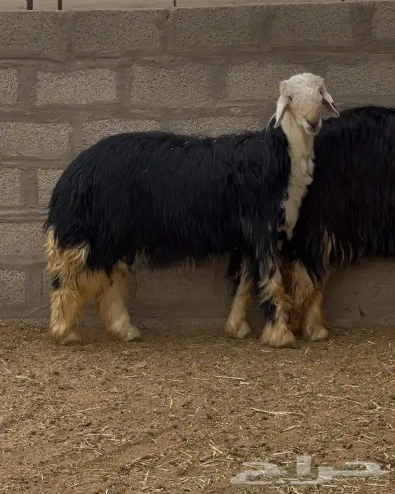 نجدي فحل صف 2