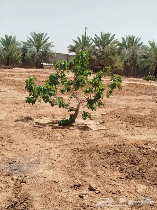 يوجد لدينا حمضيات يوسف فندي برتقال بو صره تين رمان عنب وجميع 9